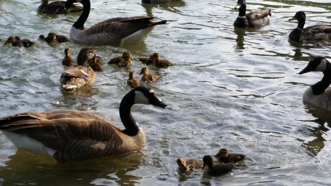 Geese at Liberty Park